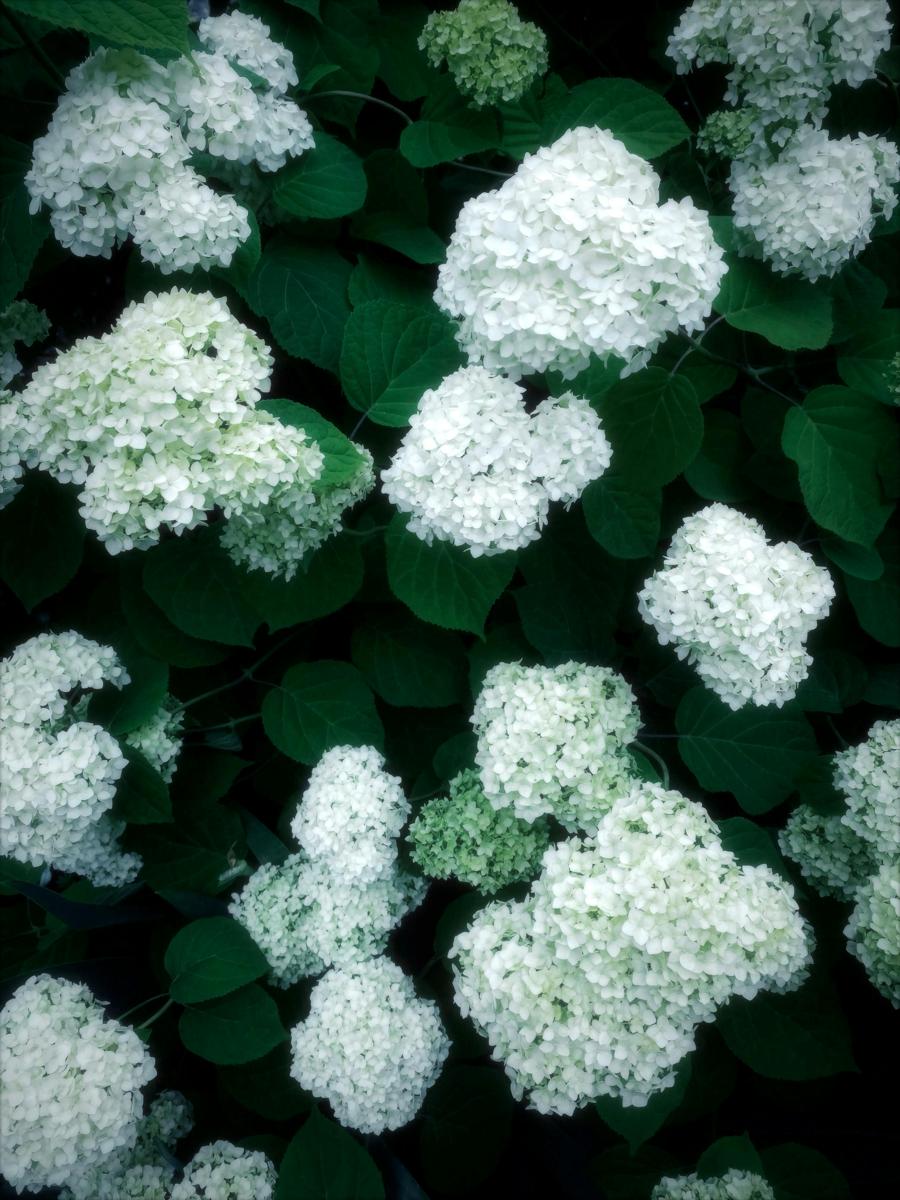 garden flowers
