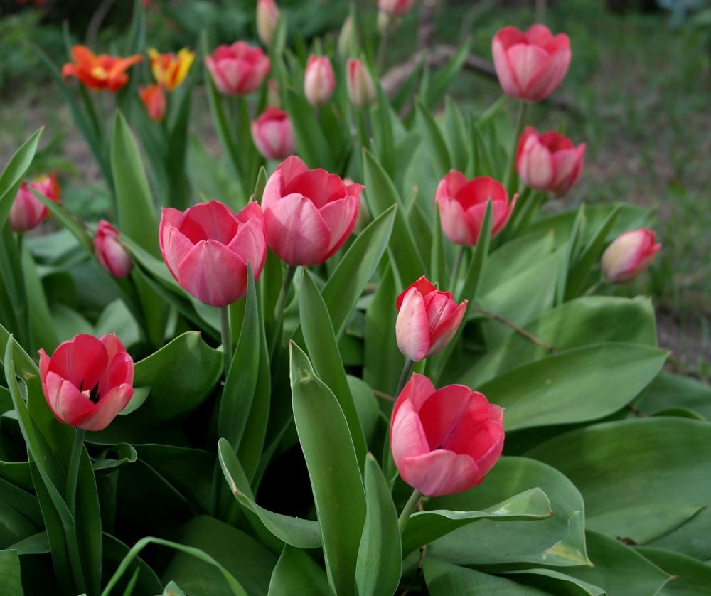 garden flowers