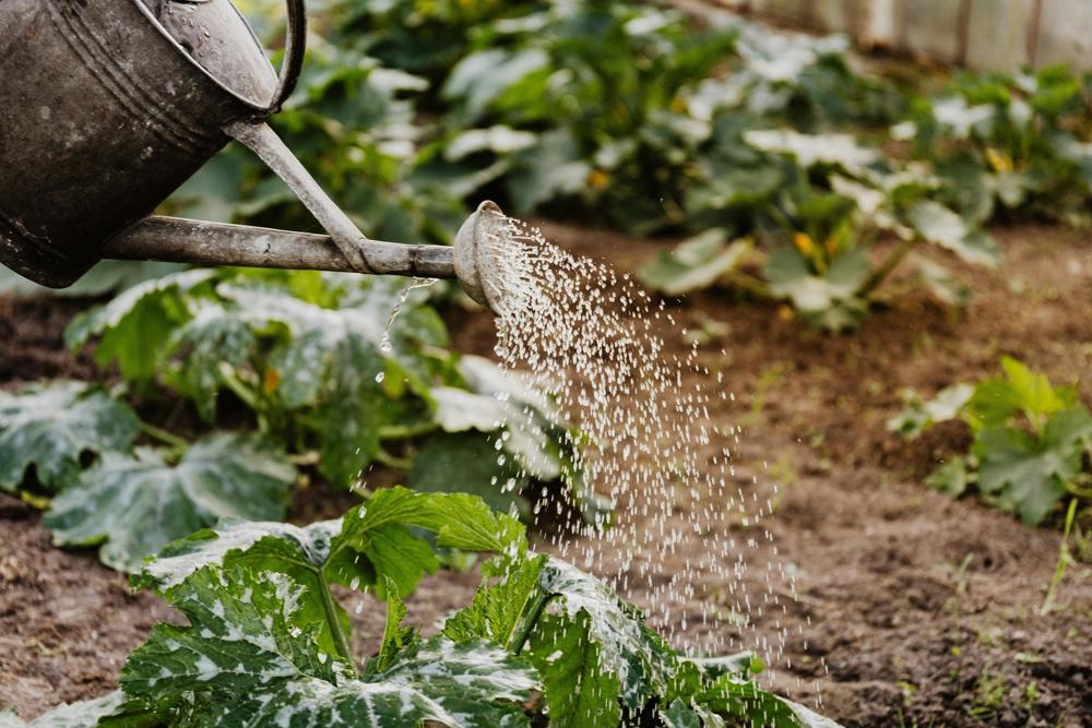 garden irrigation