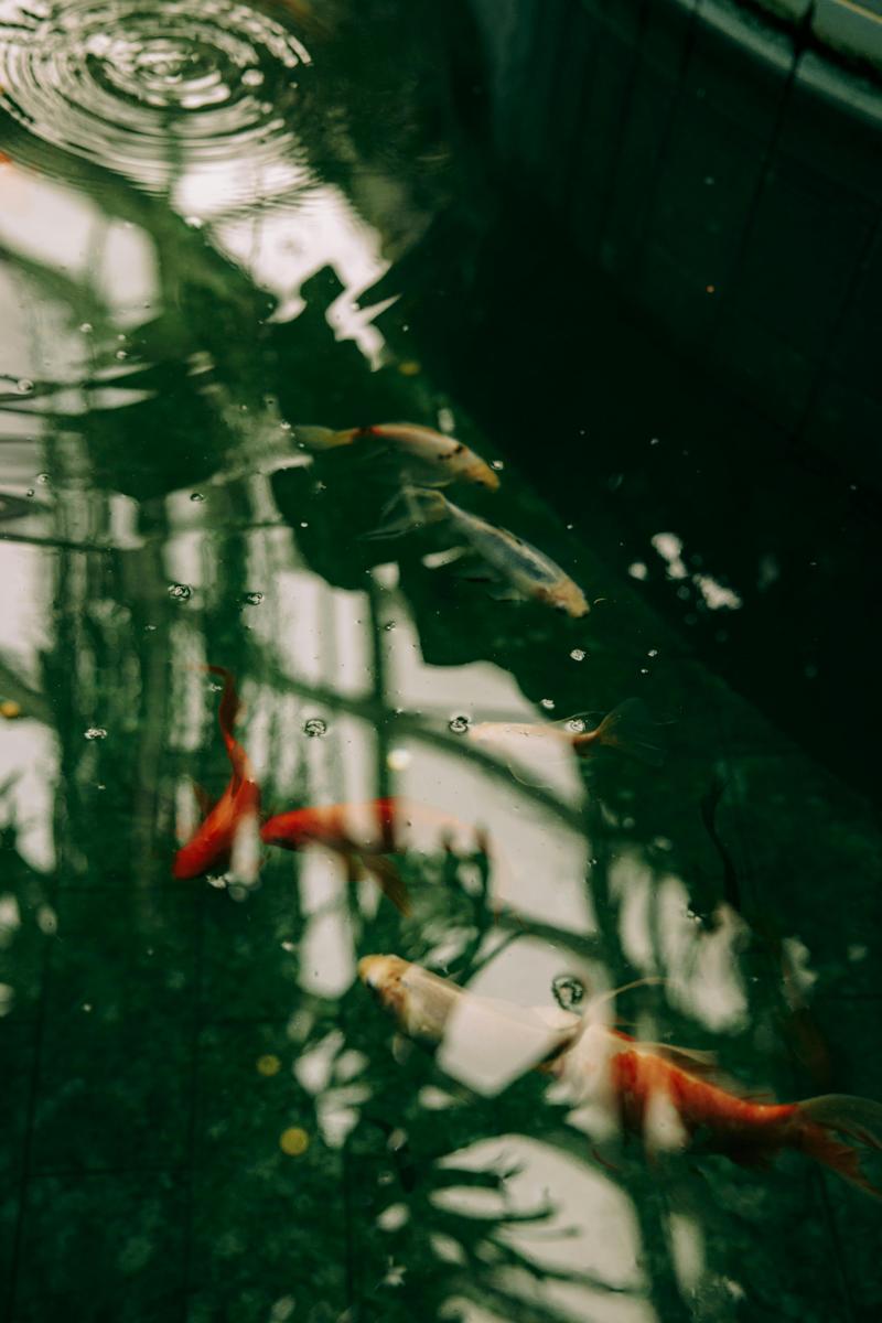 garden pond