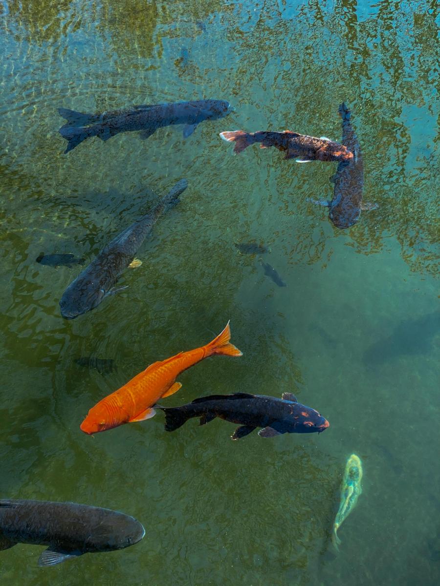 garden pond