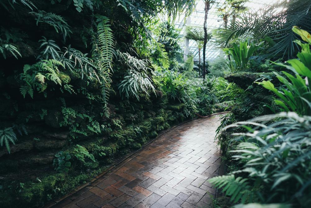 shade garden