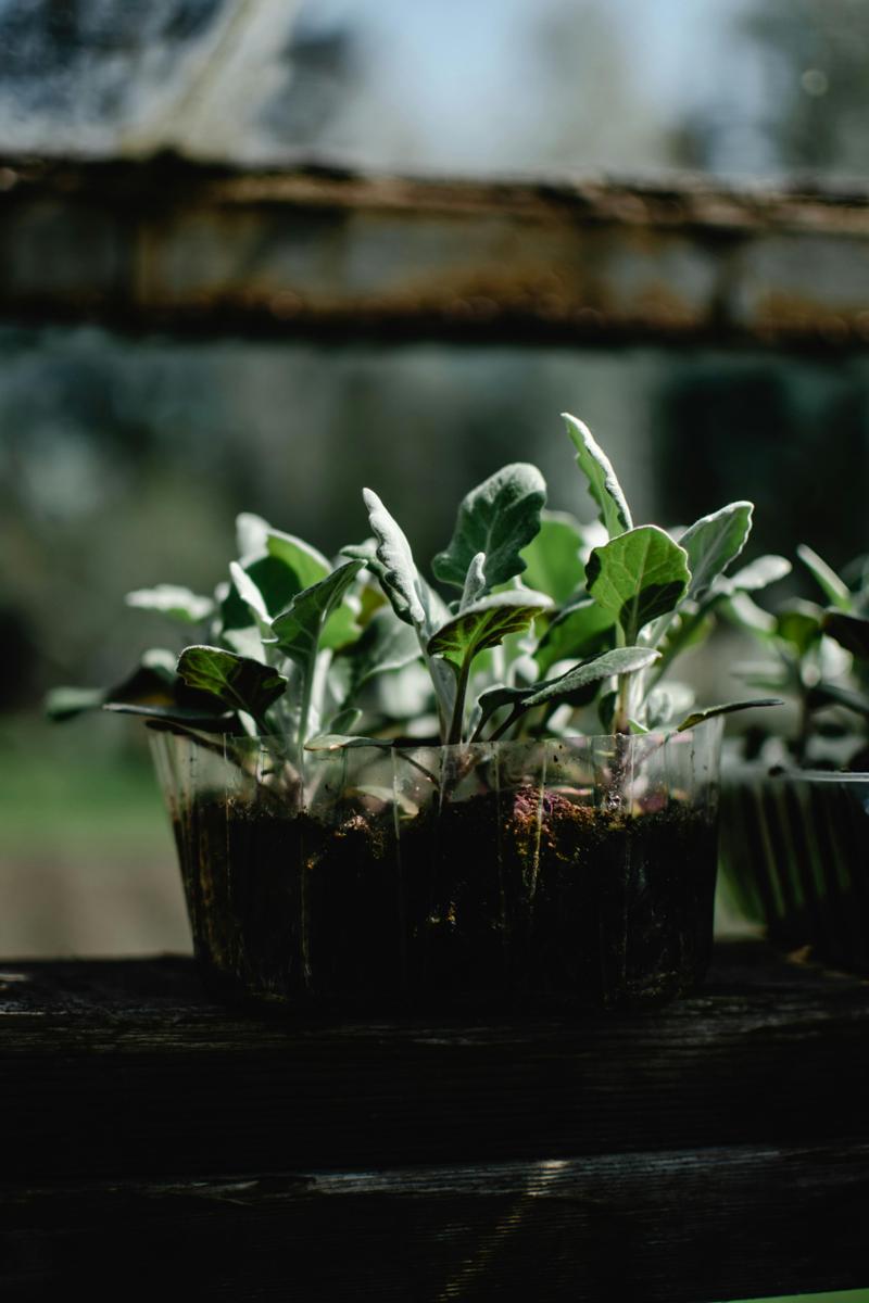 solar garden